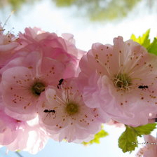 Схема вышивки «цветы»