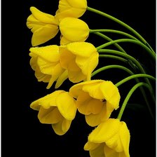 Схема вышивки «тюльпаны»