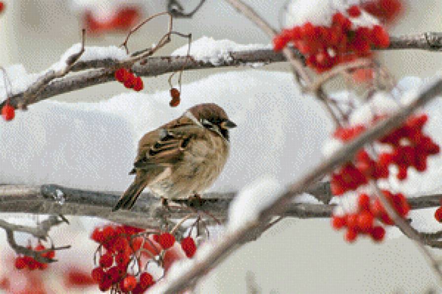 воробей - ягоды, птицы, зима - предпросмотр