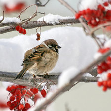 Схема вышивки «воробей»