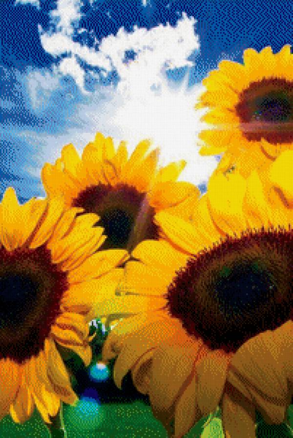 подсолнухи - небо, лето, подсолнухи - предпросмотр