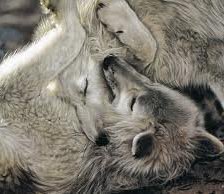 Схема вышивки «волки 2»