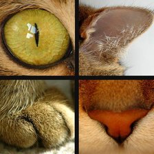 Схема вышивки «кошка»