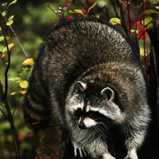 Схема вышивки «Енот»