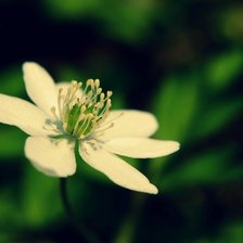 Схема вышивки «Весенний цветок»