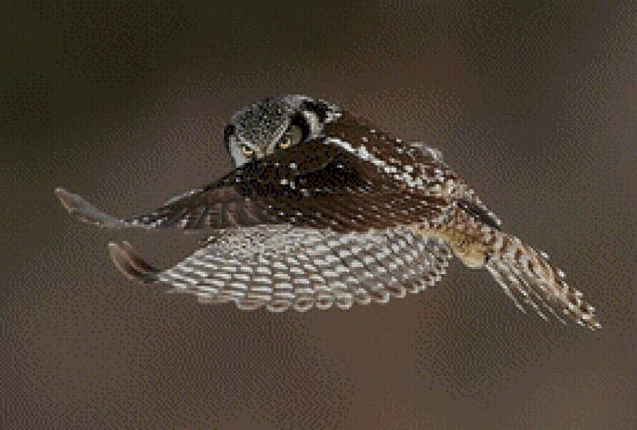 Сова - птицы, сова - предпросмотр