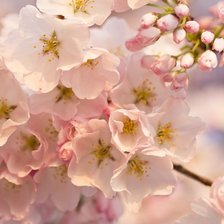 Схема вышивки «цветі»