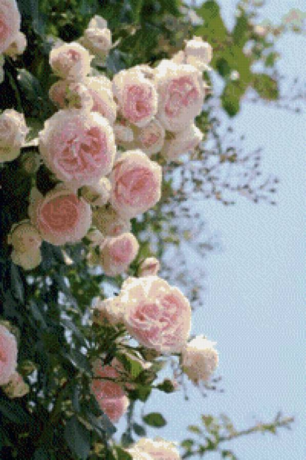 №449794 - розы - предпросмотр