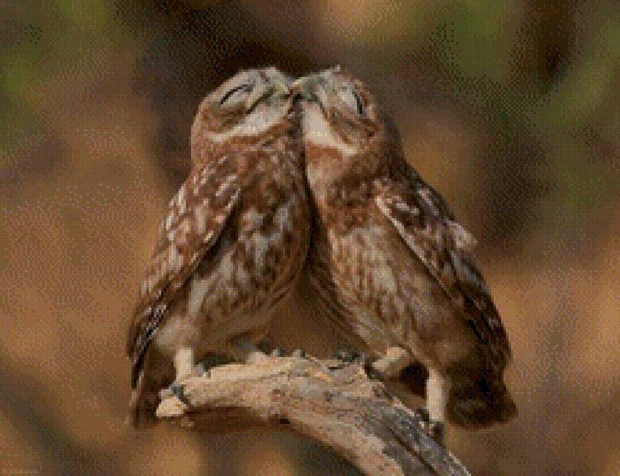 нежность - пара, ветка, птицы - предпросмотр