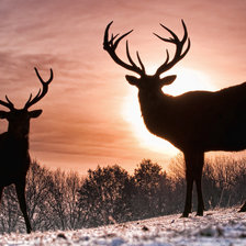 Схема вышивки «Олени на закате»