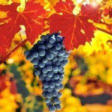 Схема вышивки «Виноград»