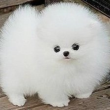 Схема вышивки «цуцик»