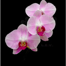 Схема вышивки «цветы»