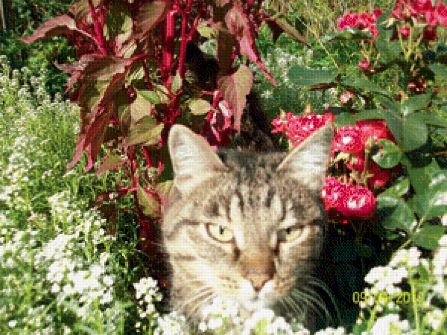 Дуся - кошки, животные - предпросмотр