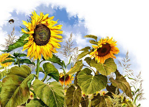 подсолнухи - лето, природа, поле - оригинал