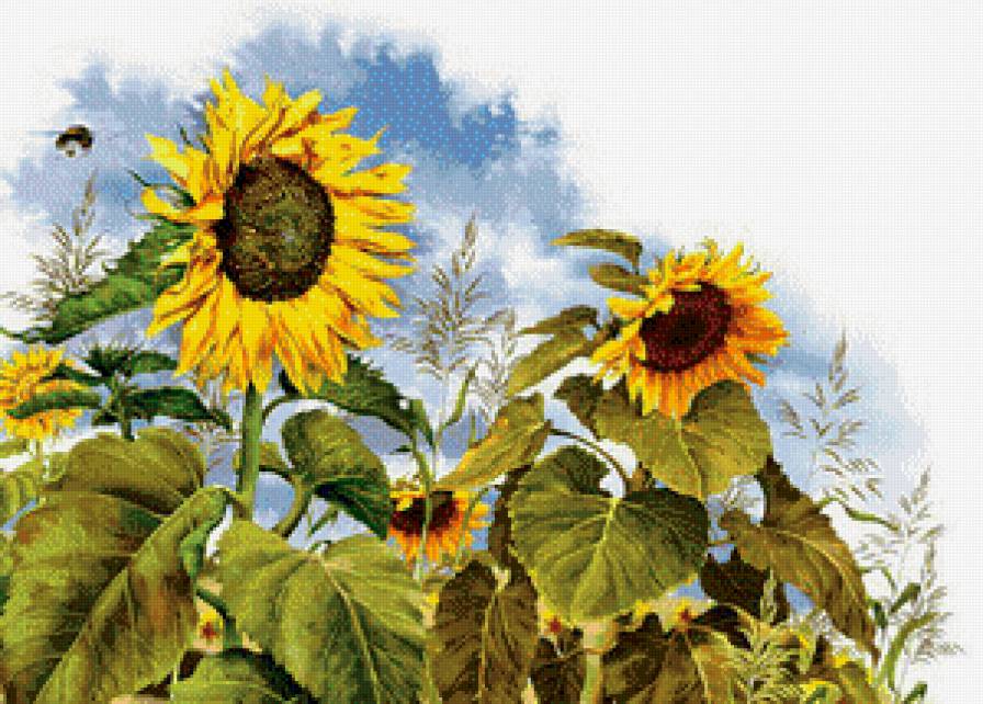 подсолнухи - природа, поле, лето - предпросмотр