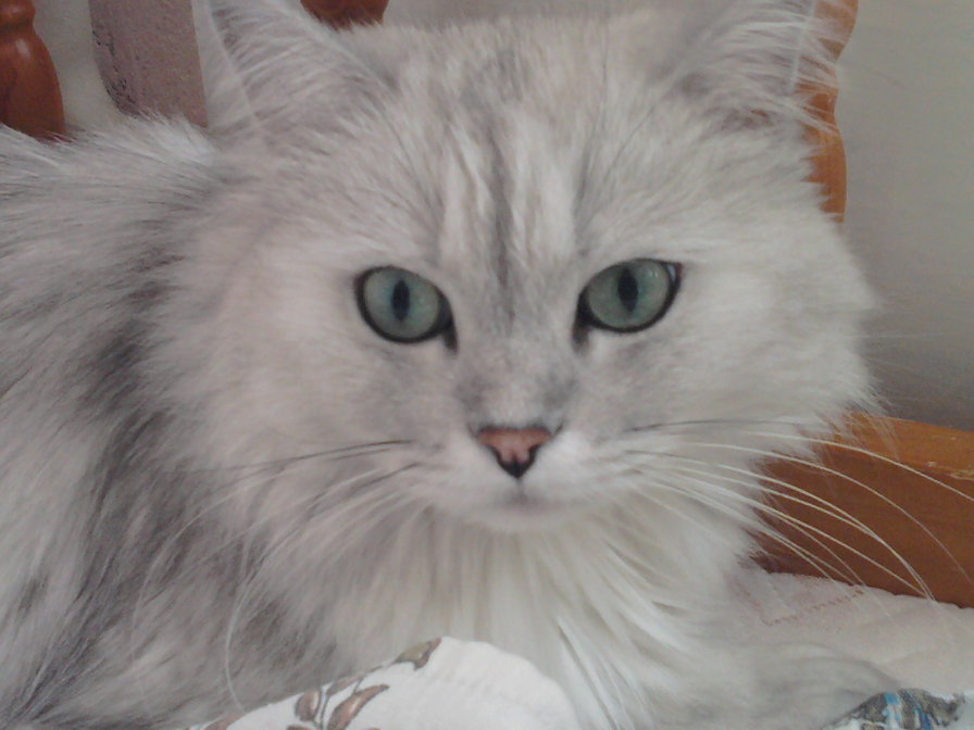 Томас - кошки, животные - оригинал