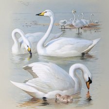 Схема вышивки «лебеди»