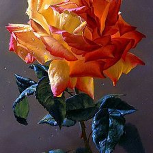 Схема вышивки «№450350»