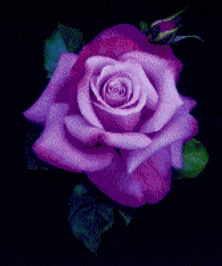 Роза - цветы, розы - предпросмотр