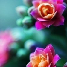 Схема вышивки «Цветы»