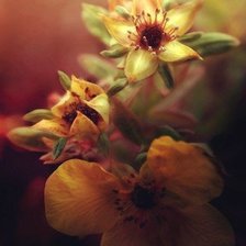 Схема вышивки «Цветы»