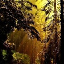 Схема вышивки «В глуши»