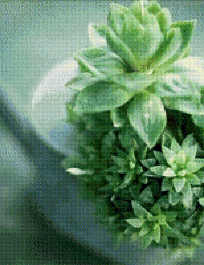 Домашние цветы - для дома, цветы - предпросмотр