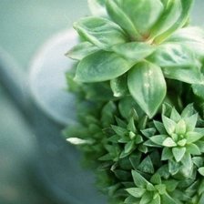 Схема вышивки «Домашние цветы»