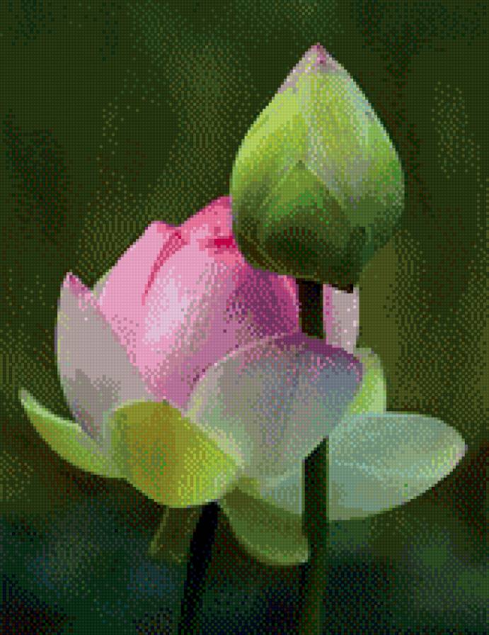 Лотос - цветы, лотос - предпросмотр