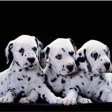 Схема вышивки «№450531»