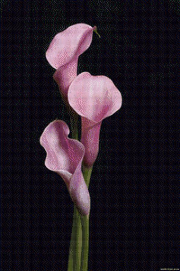 каллы цветы - предпросмотр