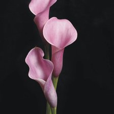 Схема вышивки «каллы цветы»