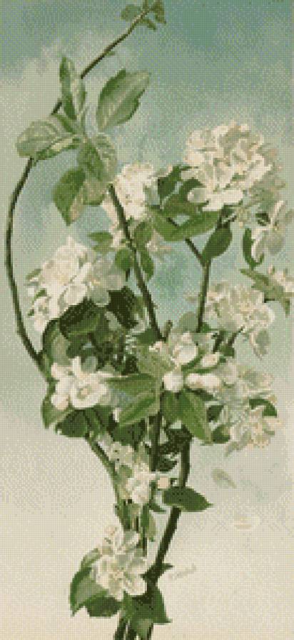 яблоневый цвет - яблоня, цветы - предпросмотр