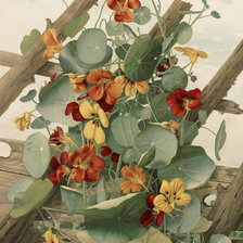 Схема вышивки «цветы»