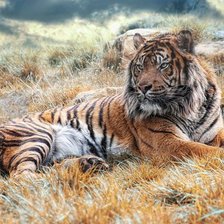 Схема вышивки «Серия "Большие кошки"»