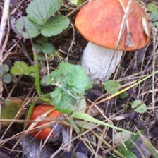 Схема вышивки «Подосиновик»