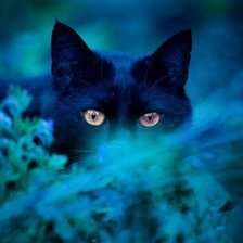 Схема вышивки «котик»