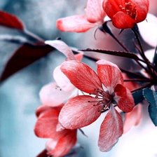 Схема вышивки «1»