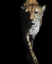 Схема вышивки «гепард на черном»