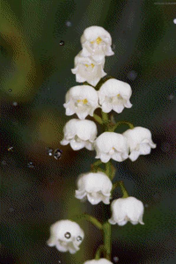 ландыши.. - предпросмотр