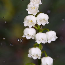 Схема вышивки «ландыши..»