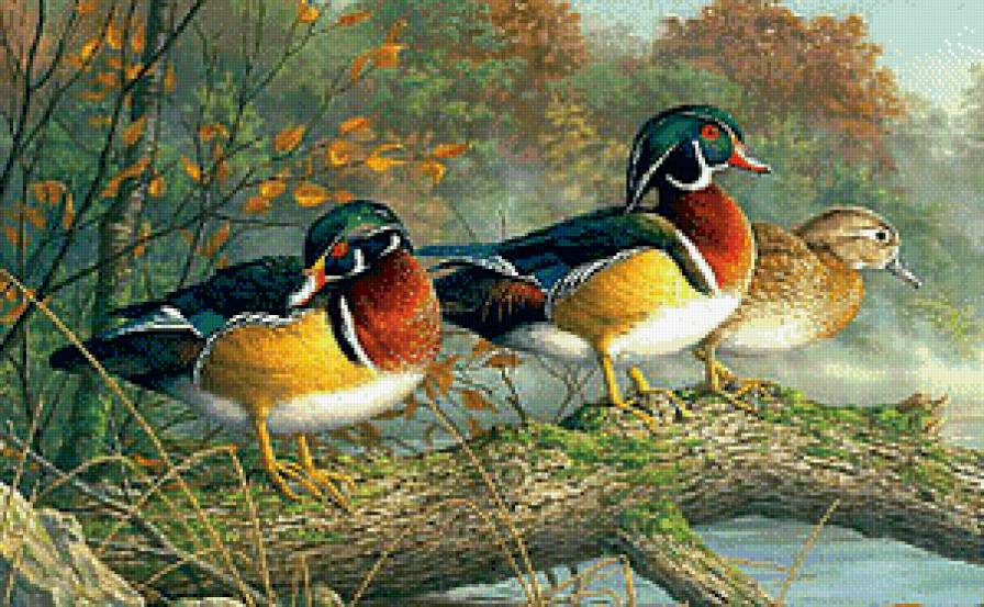 Уточки - птицы, утки - предпросмотр