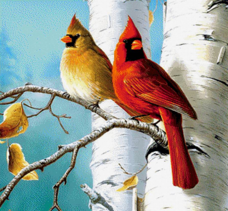 Кардиналы - птицы, кардиналы - предпросмотр