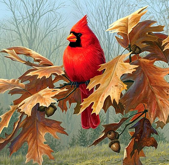 Красный кардинал - кардиналы, птицы - оригинал