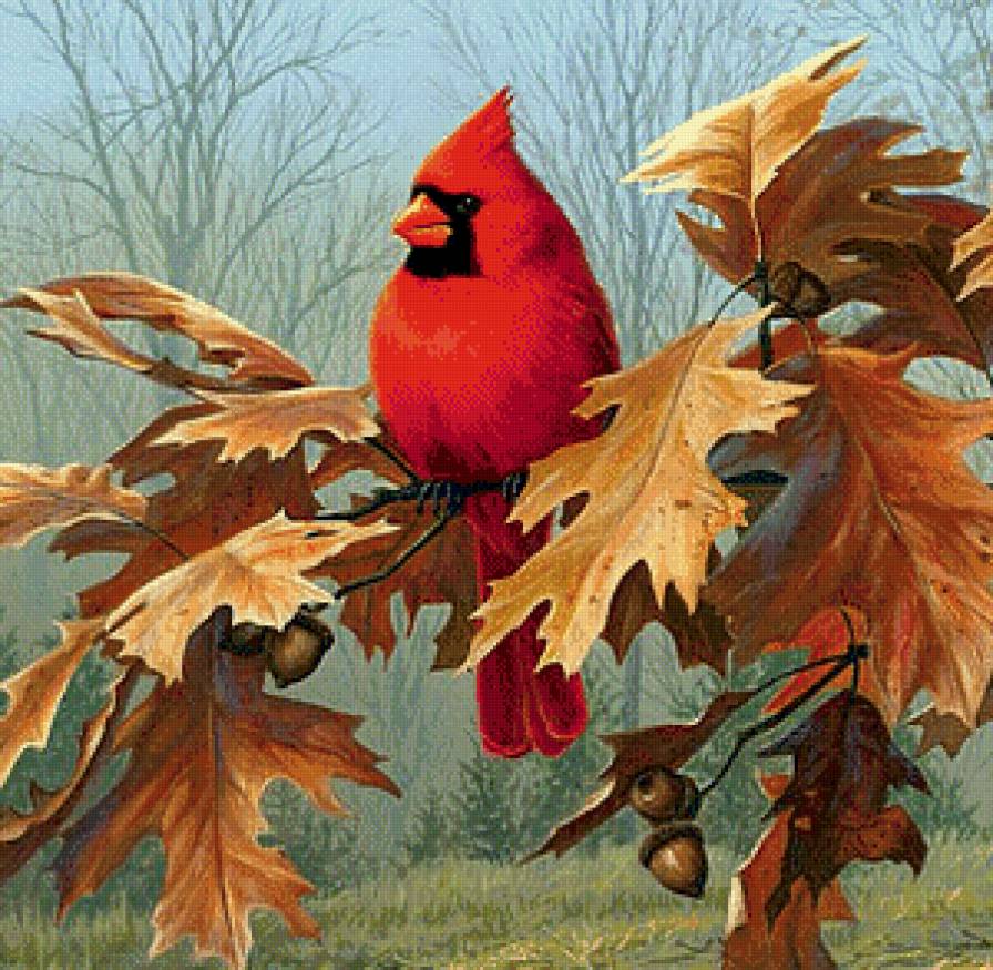 Красный кардинал - кардиналы, птицы - предпросмотр