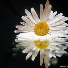 Схема вышивки «отражение»