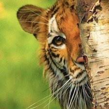 Схема вышивки «Тигр»