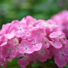 Схема вышивки «цветы»