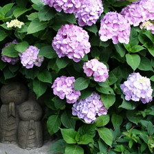 Схема вышивки «цветы»